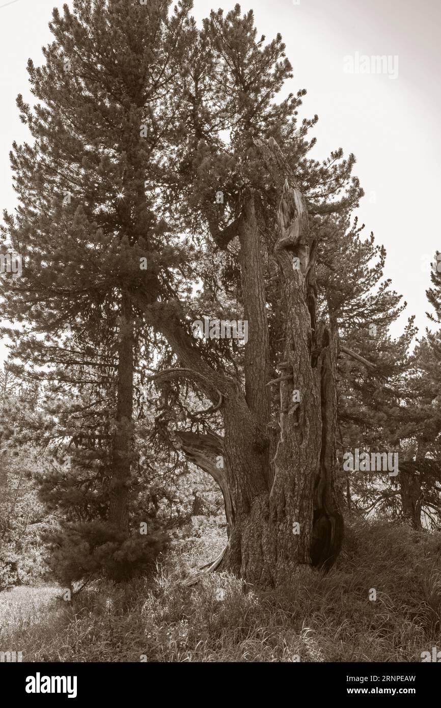 Der sehr alte Pinus cembra Baum im Engadiner Tal - Schweiz. Stockfoto