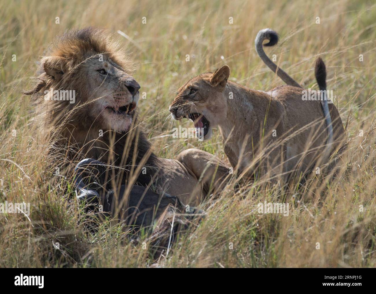 (170830) -- NAIROBI, 30. August 2017 -- Eine Löwin brüllt einen Löwen im Maasai Mara National Reserve, Kenia, 29. August 2017. ) (zw) KENYA-MAASAI MARA NATIONAL RESERVE-ANIMALS ChenxCheng PUBLICATIONxNOTxINxCHN Nairobi Aug 30 2017 eine LÖWIN brüllt BEI einem Löwen IM Maasai Mara National Reserve Kenia Aug 29 2017 ZW Kenya Maasai Mara National Reserve Animals ChenxCheng PUBLICATIONxNOTxINxCHN Stockfoto