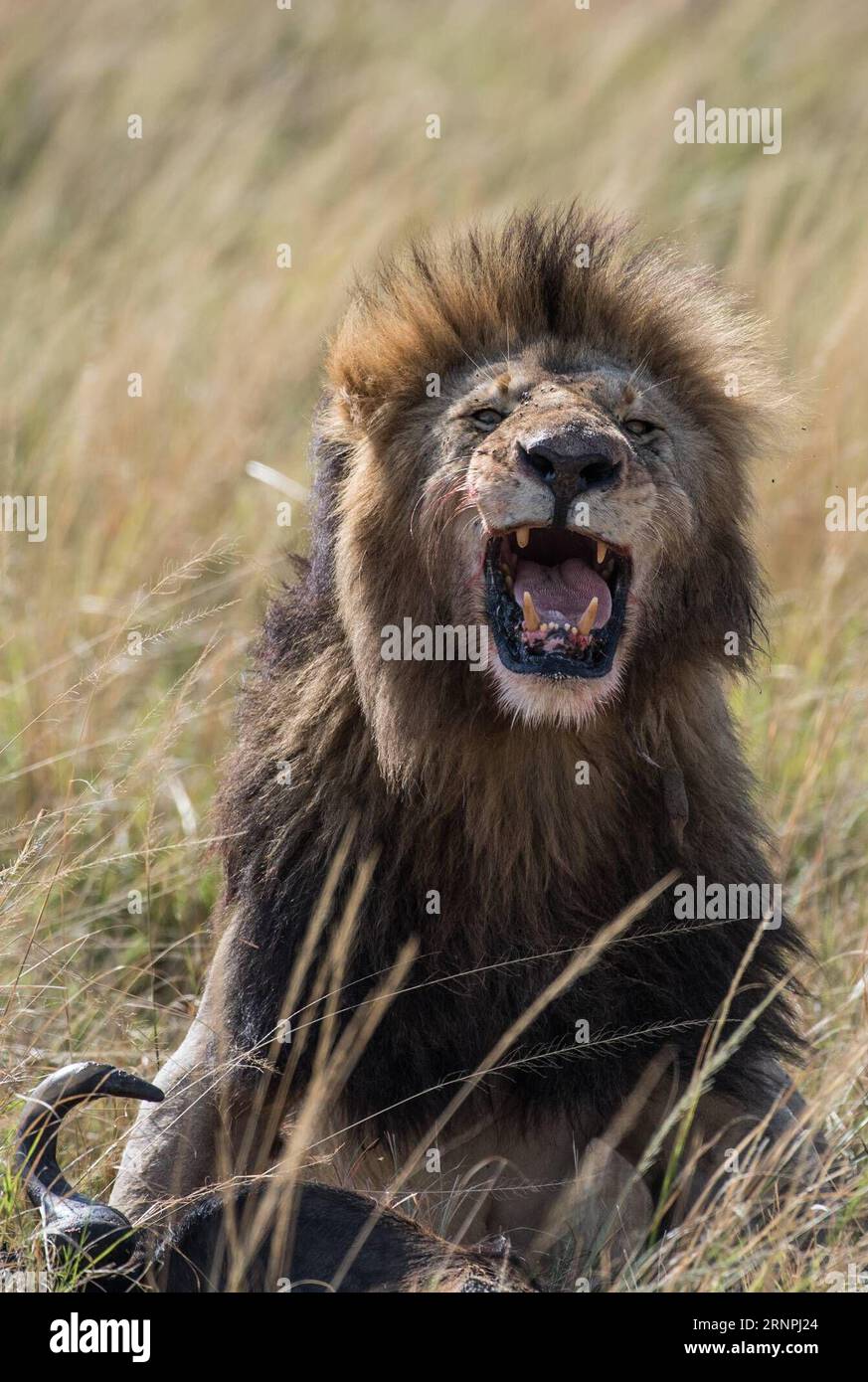 (170830) -- NAIROBI, 30. August 2017 -- Ein Löwe brüllt nach der Jagd im Maasai Mara National Reserve, Kenia, 29. August 2017. ) (zw) KENYA-MAASAI MARA NATIONAL RESERVE-ANIMALS ChenxCheng PUBLICATIONxNOTxINxCHN Nairobi Aug 30 2017 ein Löwe brüllt nach der Jagd IM Maasai Mara National Reserve Kenia Aug 29 2017 ZW Kenya Maasai Mara National Reserve Animals ChenxCheng PUBLICATIONxNOTxINxCHN Stockfoto