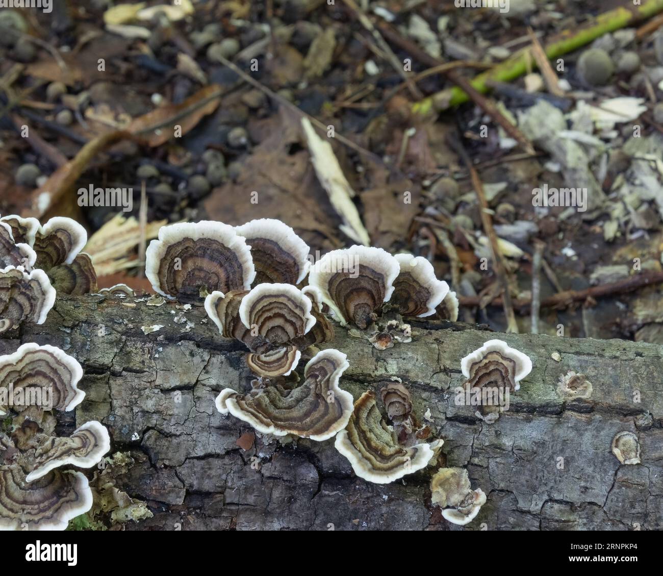 Putenschwanzpilze aus der Nähe, die auf einem verfaulenden Baumstamm im Wald wachsen. Stockfoto