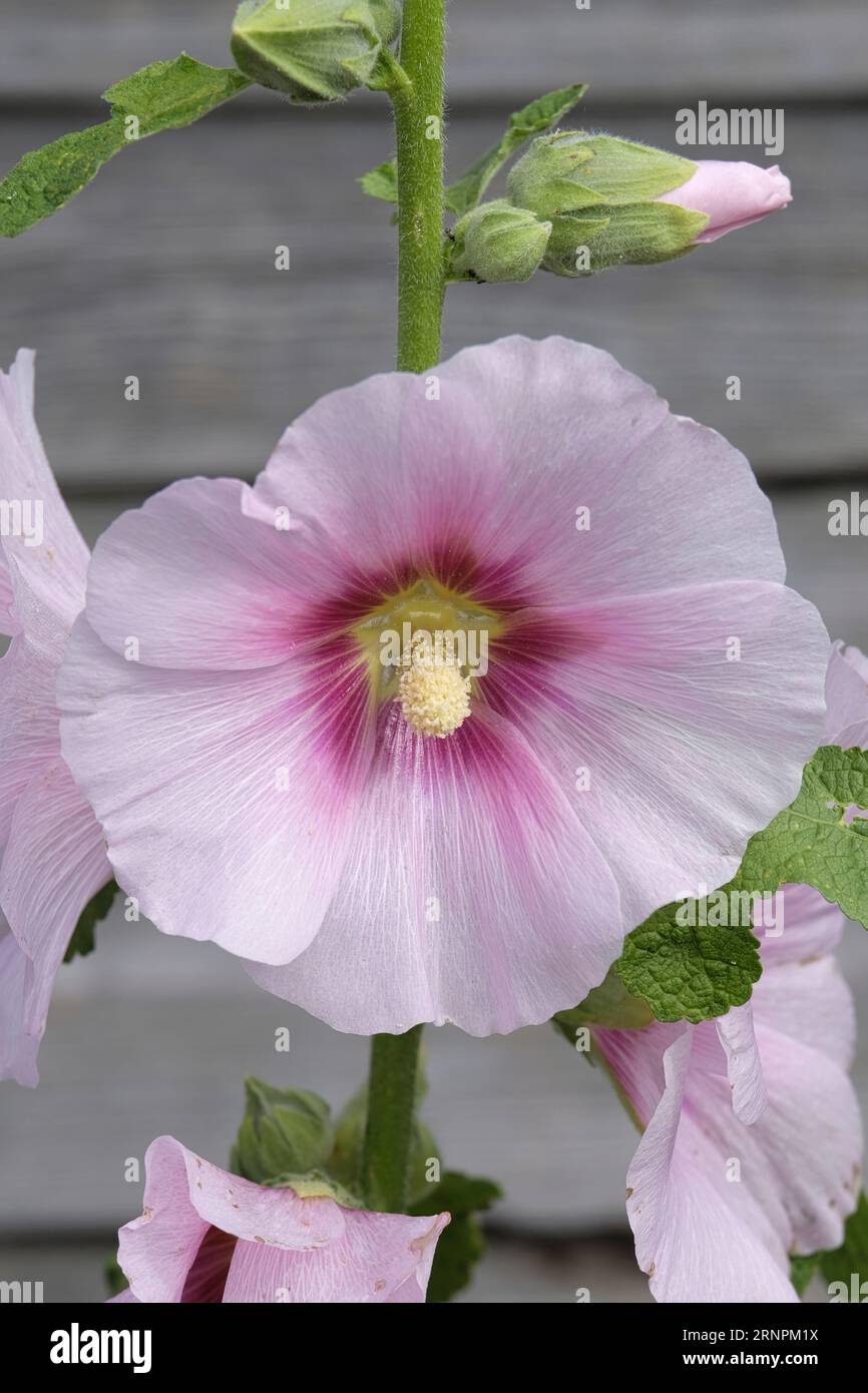 Einzelblüte des Gemeinen Hollyhocks im Spätsommer Stockfoto