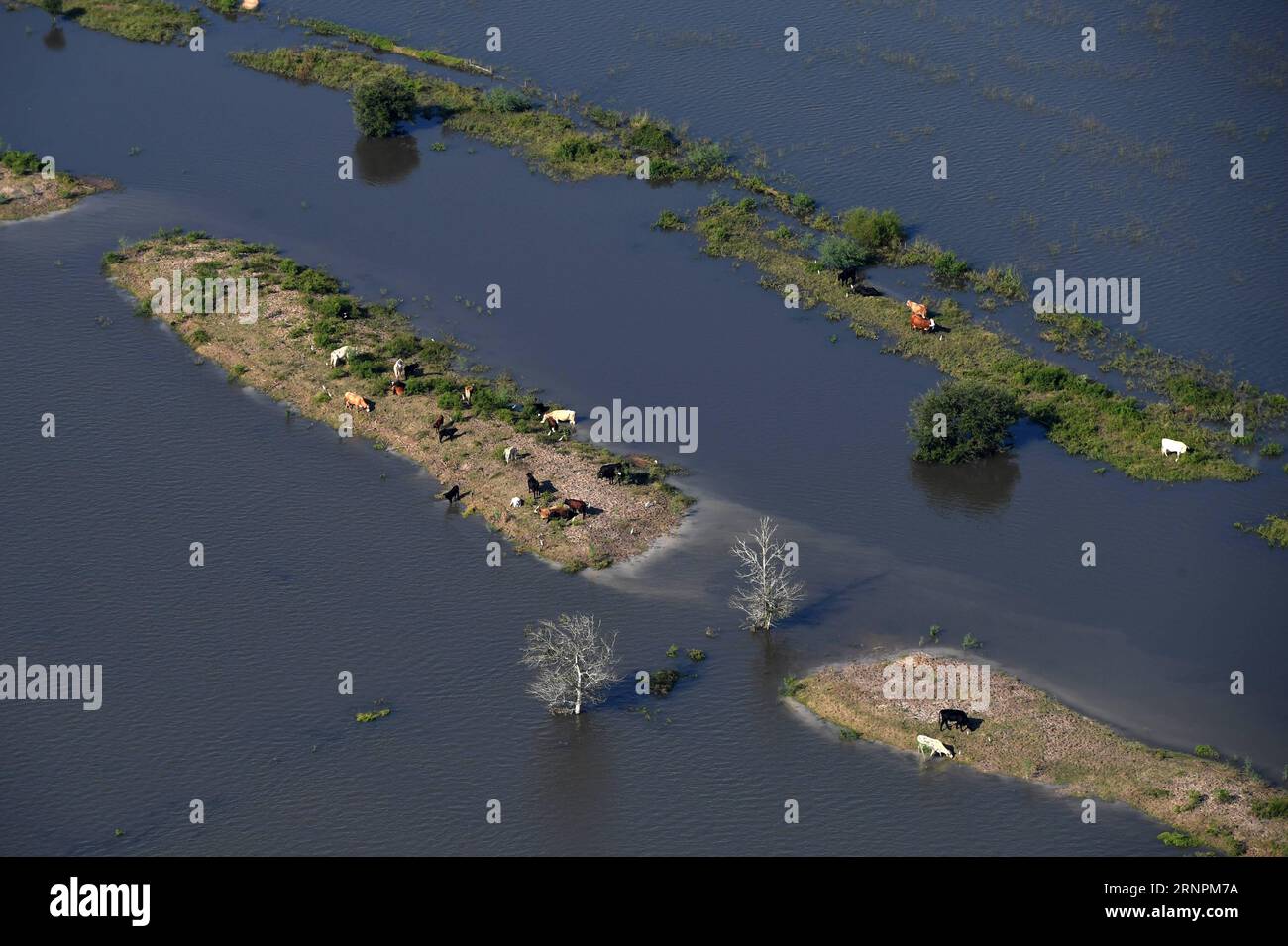 (170902) -- HOUSTON, 2. September 2017 -- Luftaufnahme vom 1. September 2017 zeigt eine überflutete Farm, nachdem Hurrikan Harvey Houston, Texas, USA, angegriffen hatte. )(yy) US-HOUSTON-HURRIKAN HARVEY-AFTERMATH yinxbogu PUBLICATIONxNOTxINxCHN Houston Sept 2 2017 Luftaufnahme aufgenommen AM 1. September 2017 zeigt eine überflutete Farm nach Hurrikan Harvey Angriff Houston Texas die Vereinigten Staaten Yy US Houston Hurrikan Harvey Aftermath YinxBogu PUBLICATIONxNOTxCHINxINN Stockfoto