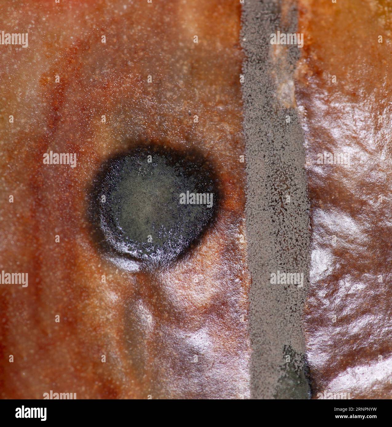 Wirkungen der Tomatenfäule - Nahaufnahme der weichen Bakterienfäule Stockfoto