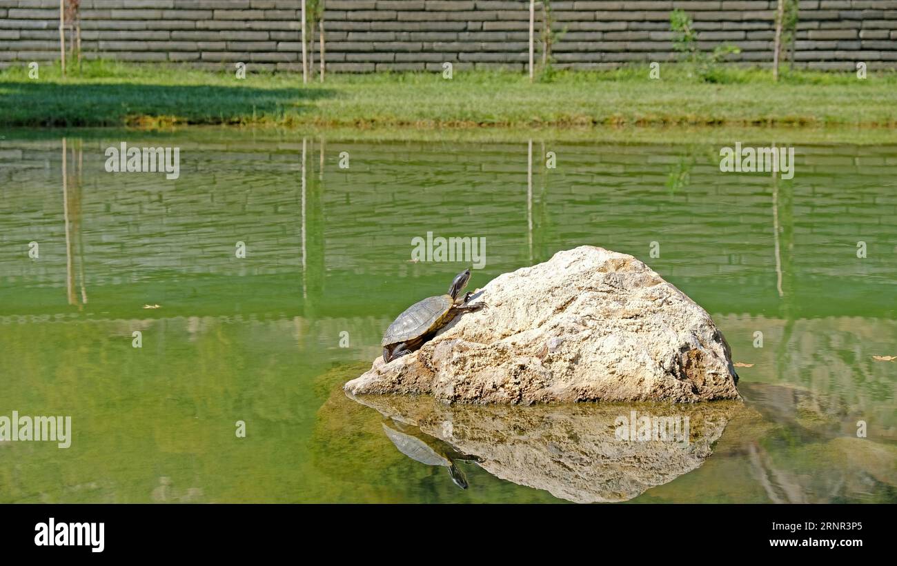 Wasserschildkröte auf warmem Stein Stockfoto
