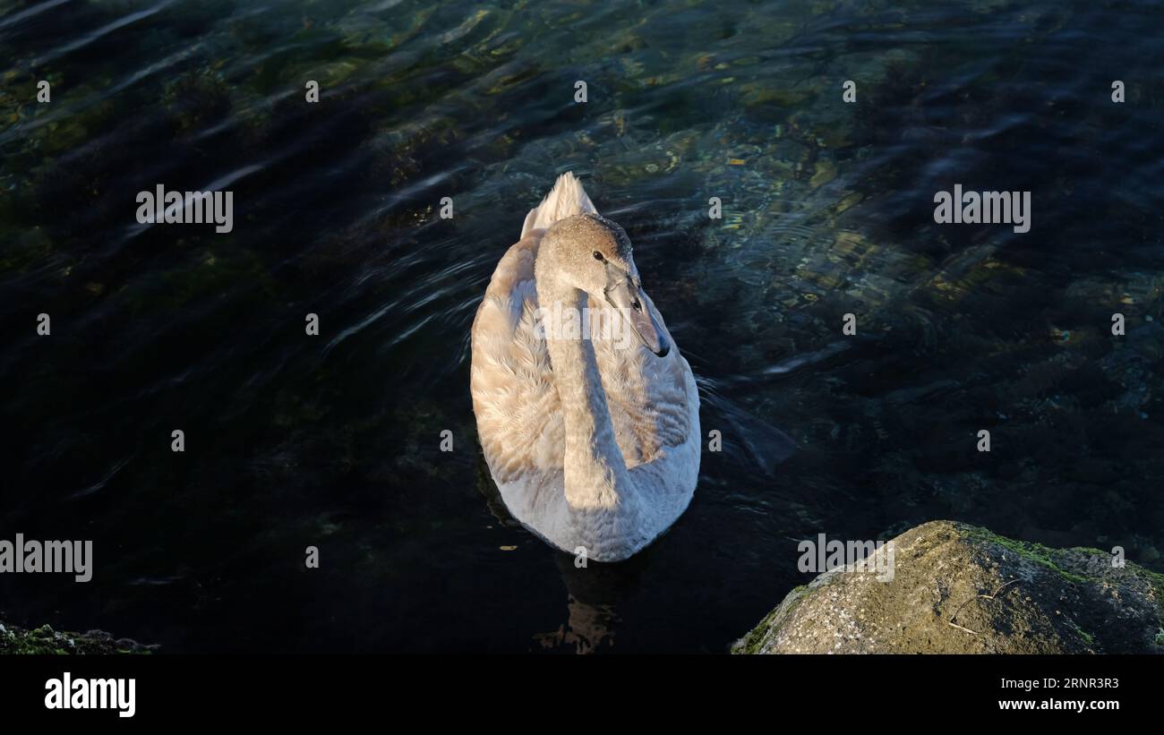 Ein kleiner Schwan schwimmt im Schwarzen Meer Stockfoto