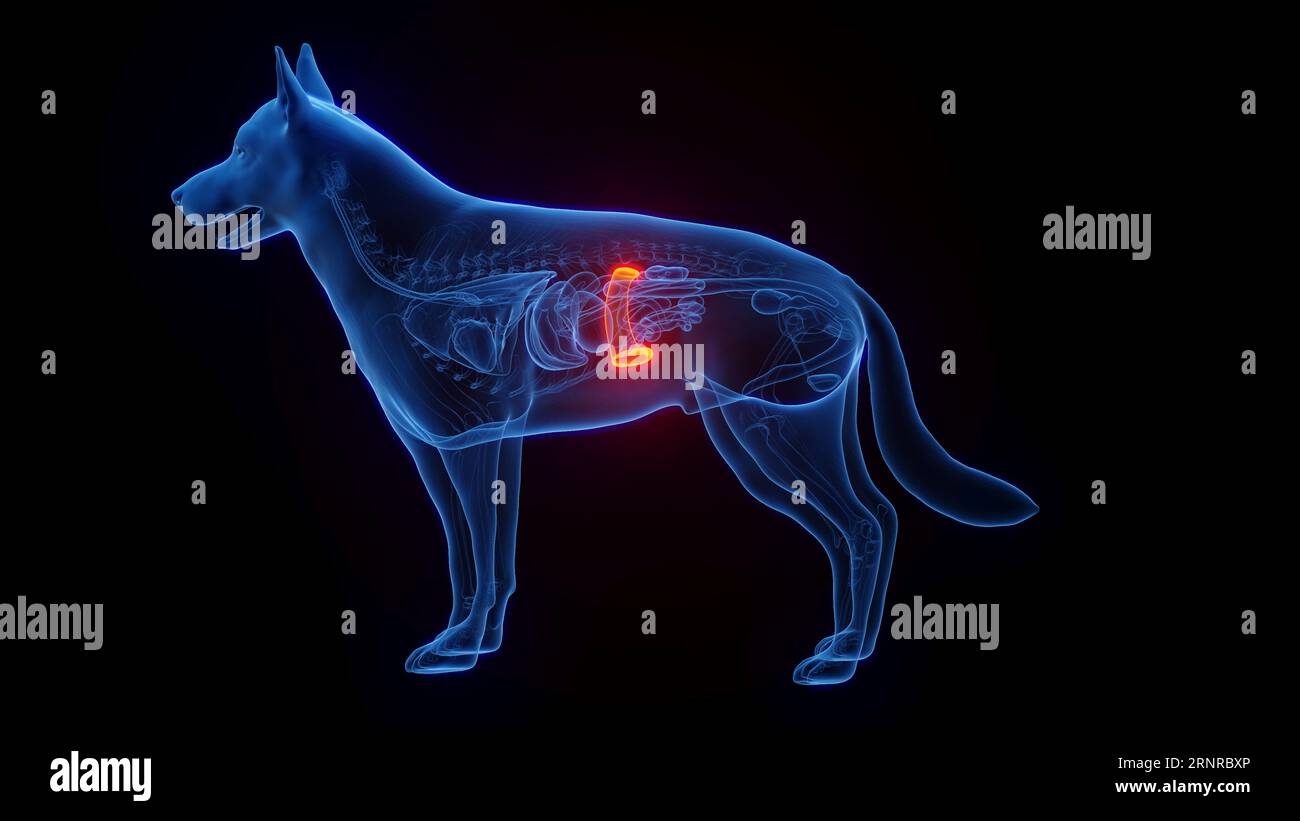 Hundemilz, Illustration Stockfoto