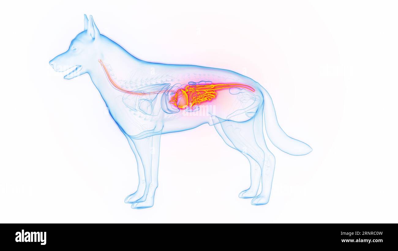 Der Verdauungstrakt des Hundes, Illustration Stockfoto