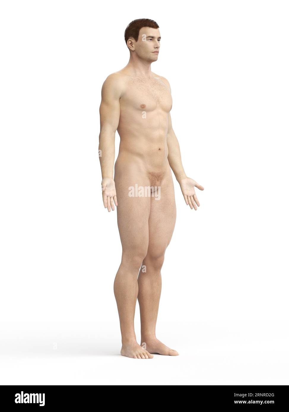 Männliche Anatomie, Abbildung Stockfoto
