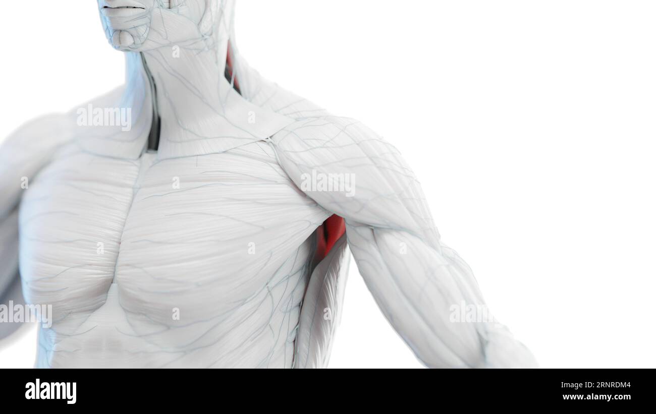Männliche Brust- und Armmuskulatur, Illustration Stockfoto