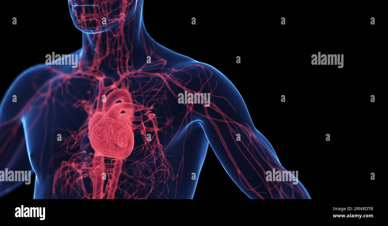 Männliche Herz-Kreislauf-System, Abbildung Stockfoto