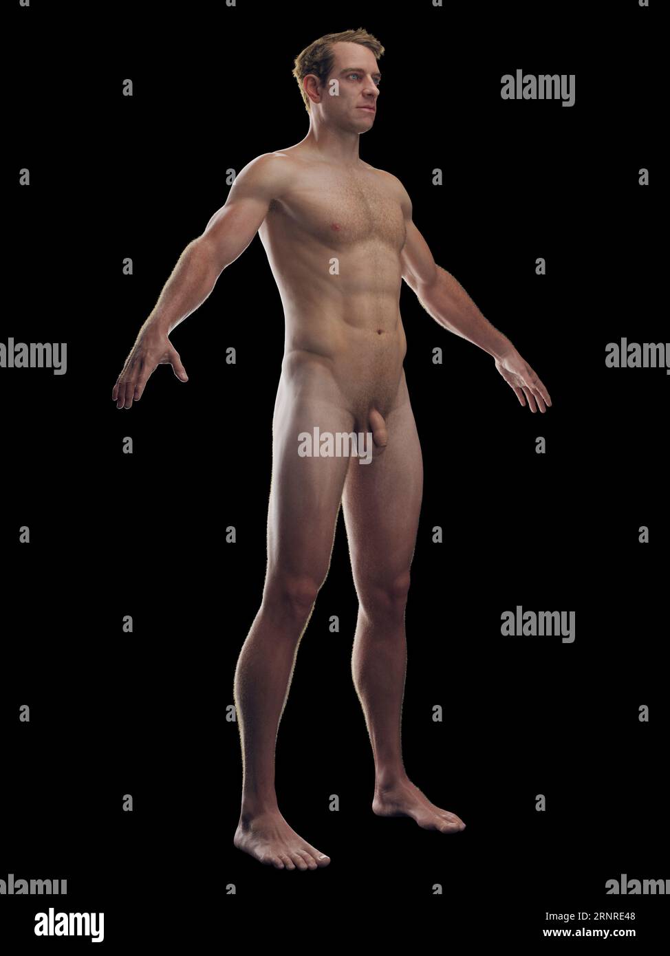 Integumentarsystem männlich, Abbildung Stockfoto
