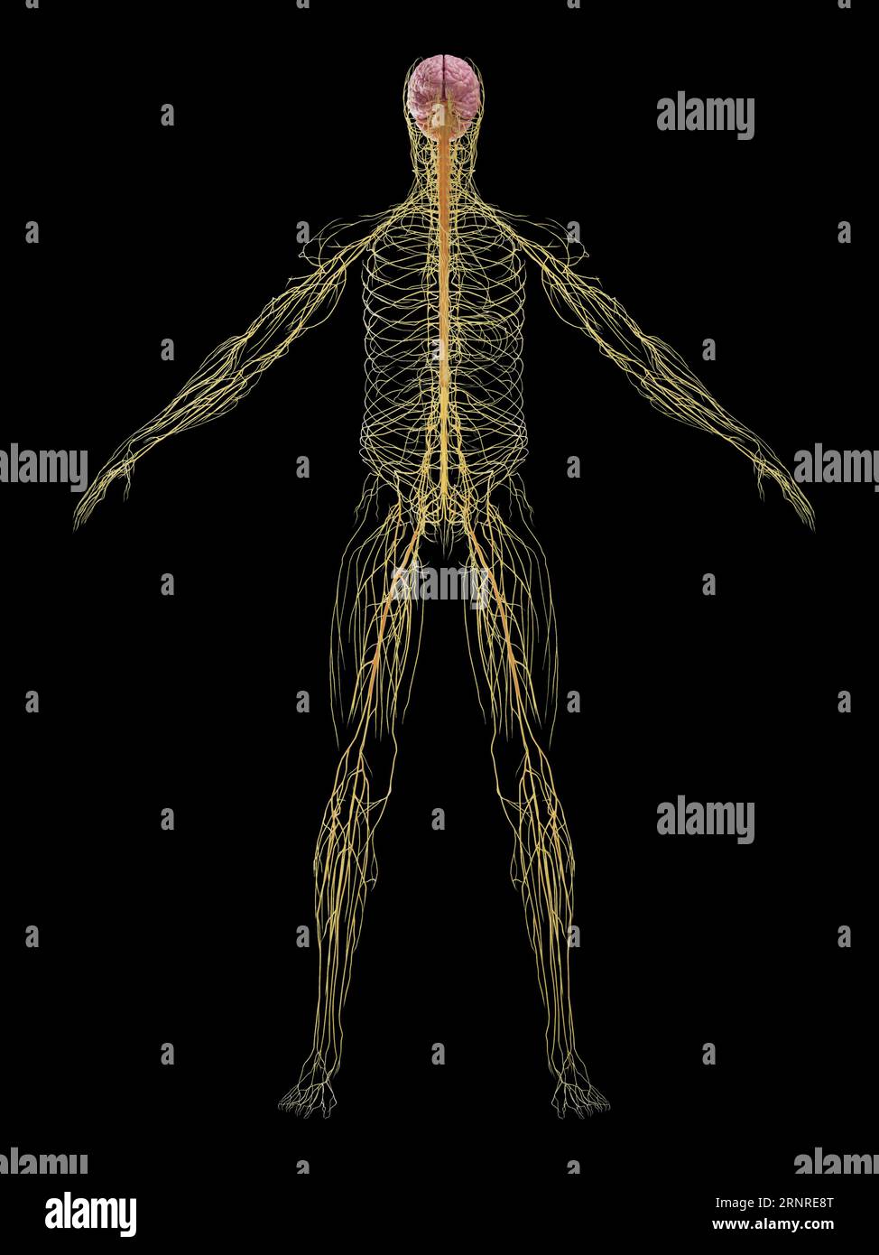 Männlichen Nervensystems, Abbildung Stockfoto