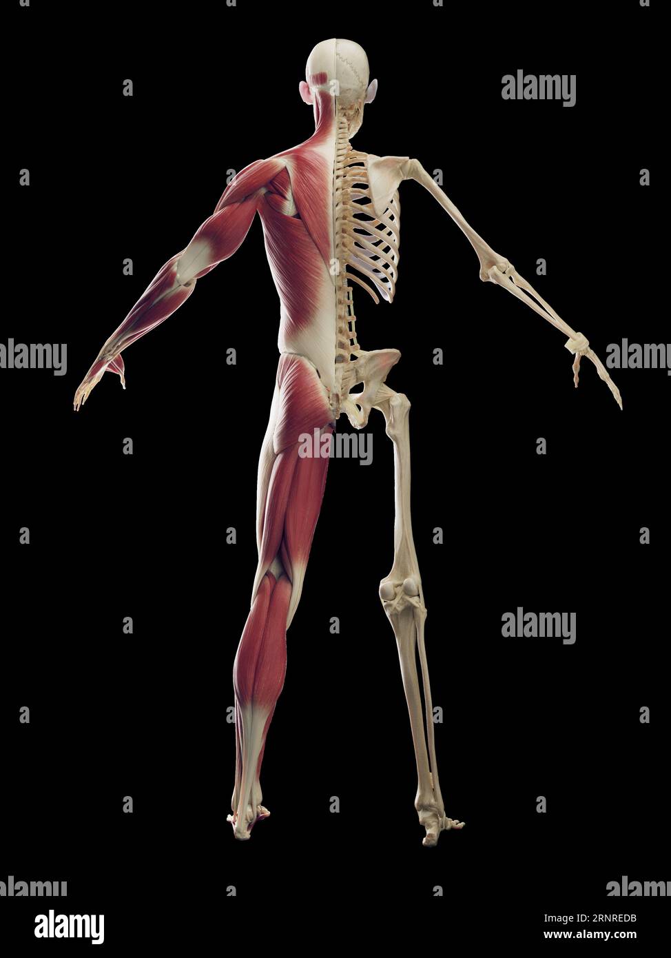Männliche Muskel- und Skelettsysteme, Illustration Stockfoto