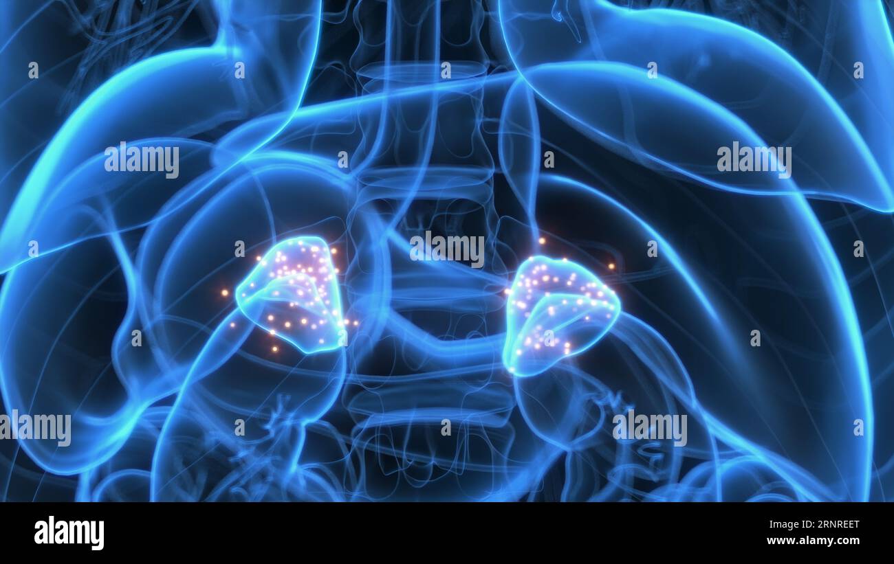 Hormone der Nebennieren, Illustration Stockfoto