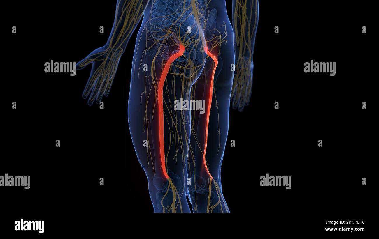 Ischiasnerv, Abbildung Stockfoto