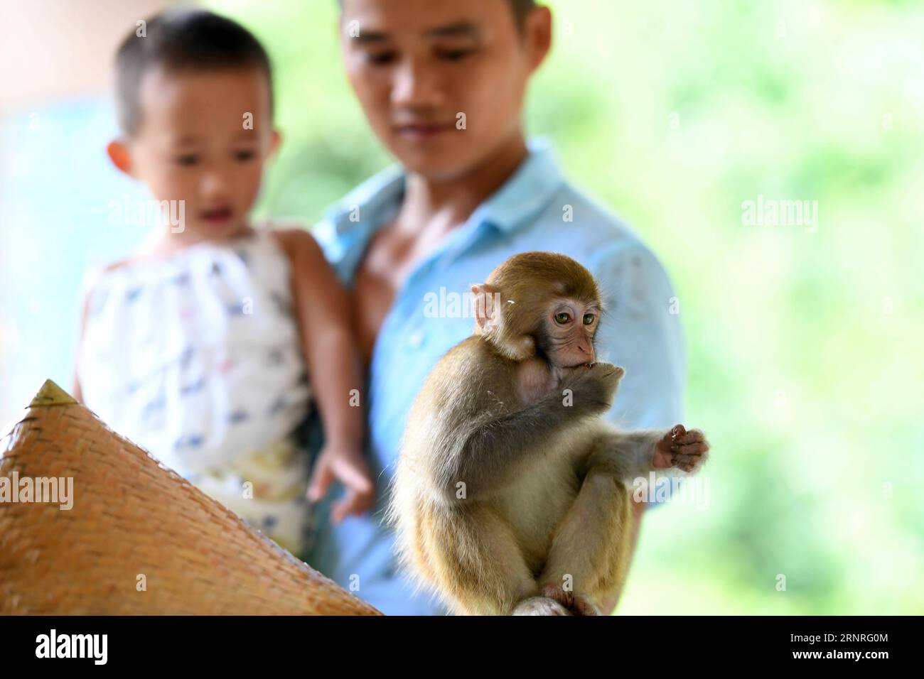 (170929) -- LONG AN, 29. September 2017 -- Touristen schauen sich Affen im Naturschutzgebiet Longhu Mountain im Landkreis Long an an, südchinesische autonome Region Guangxi Zhuang, 27. September 2017 an. Pan Huifen, ein 61-jähriger Einheimischer in Long an, arbeitet derzeit als Reiseleiter im Naturschutzgebiet Longhu Mountain. Obwohl ihr Zuhause weit von der landschaftlich reizvollen Gegend entfernt ist, besuchte sie dieses Gebiet seit 1983 häufig, als ihr Mann in der dortigen Forstschutzstation arbeitete. Seitdem wurde sie an Affen auf dem Longhu Mountain gehisst und wurde sogar von Menschen um sie herum als Affenmutter genannt. Pan wurde Angestellter von Longhu M. Stockfoto