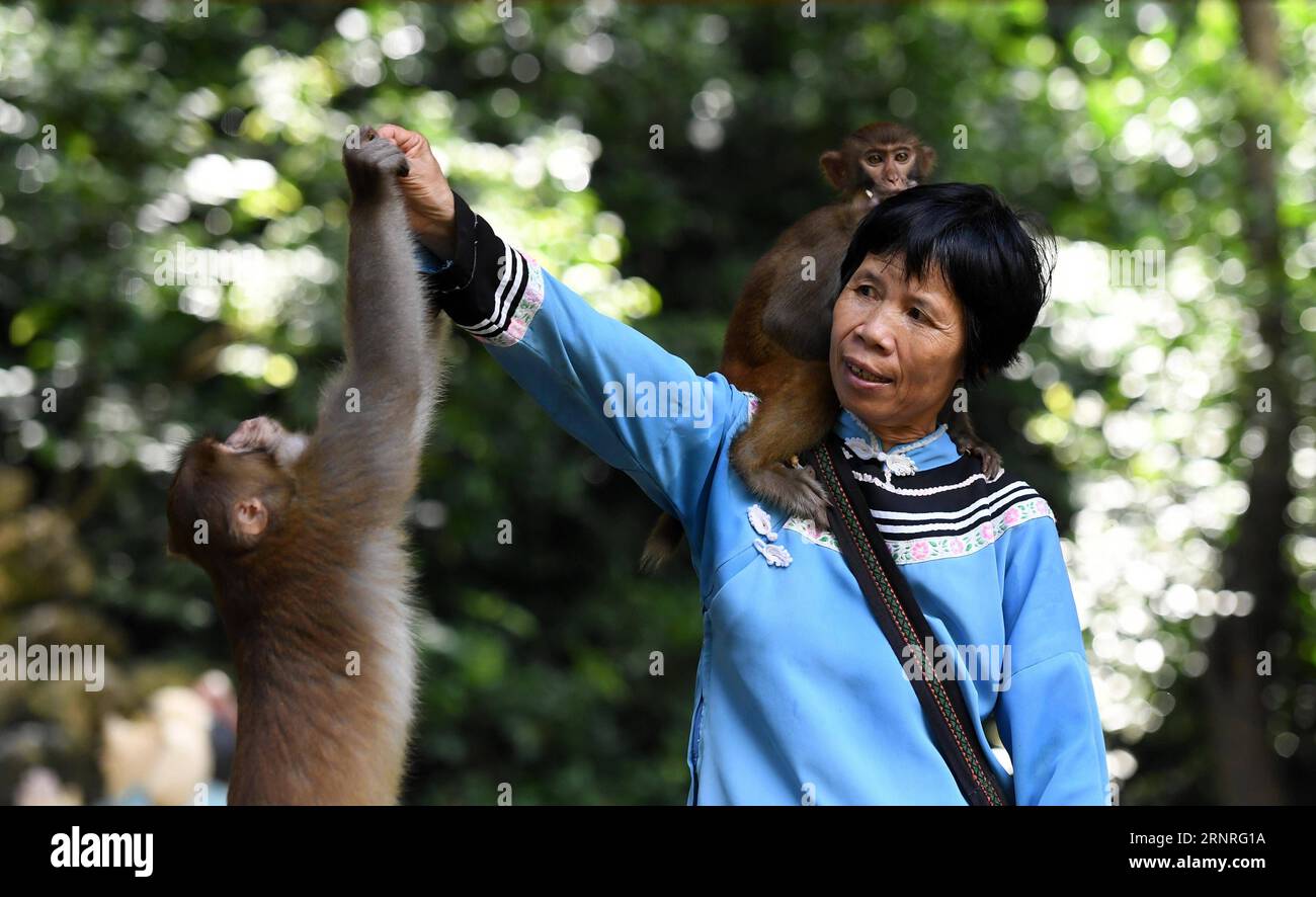 (170929) -- LONG AN, 29. September 2017 -- Pan Huifen spielt mit Affen im Longhu Mountain Nature Reserve im Long an County, südchinesische autonome Region Guangxi Zhuang, 27. September 2017. Pan Huifen, ein 61-jähriger Einheimischer in Long an, arbeitet derzeit als Reiseleiter im Naturschutzgebiet Longhu Mountain. Obwohl ihr Zuhause weit von der landschaftlich reizvollen Gegend entfernt ist, besuchte sie dieses Gebiet seit 1983 häufig, als ihr Mann in der dortigen Forstschutzstation arbeitete. Seitdem wurde sie an Affen auf dem Longhu Mountain gehisst und wurde sogar von Menschen um sie herum als Affenmutter genannt. Pan wurde Angestellter von Lon Stockfoto