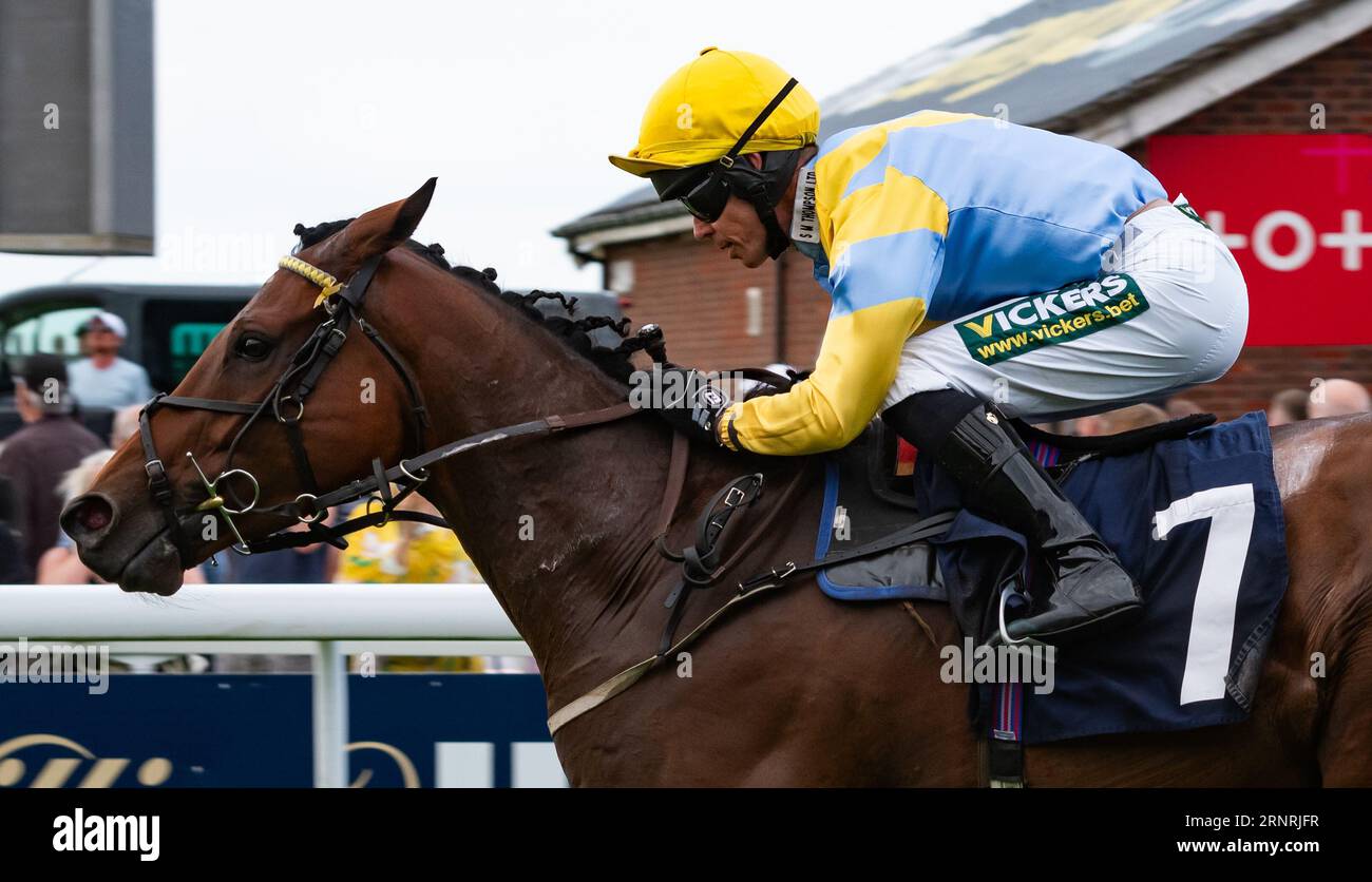 Beverley Racecourse, Beverley, Yorkshire, Großbritannien, Samstag, 2. September 2023. Park Street und Jockey Graham Lee gewinnen die Chapter House Handicap Stakes auf dem Beverley Racecourse für Trainerin Tina Jackson und Besitzer H. L. Thompson. Credit JTW Equine Images / Alamy Live News Stockfoto