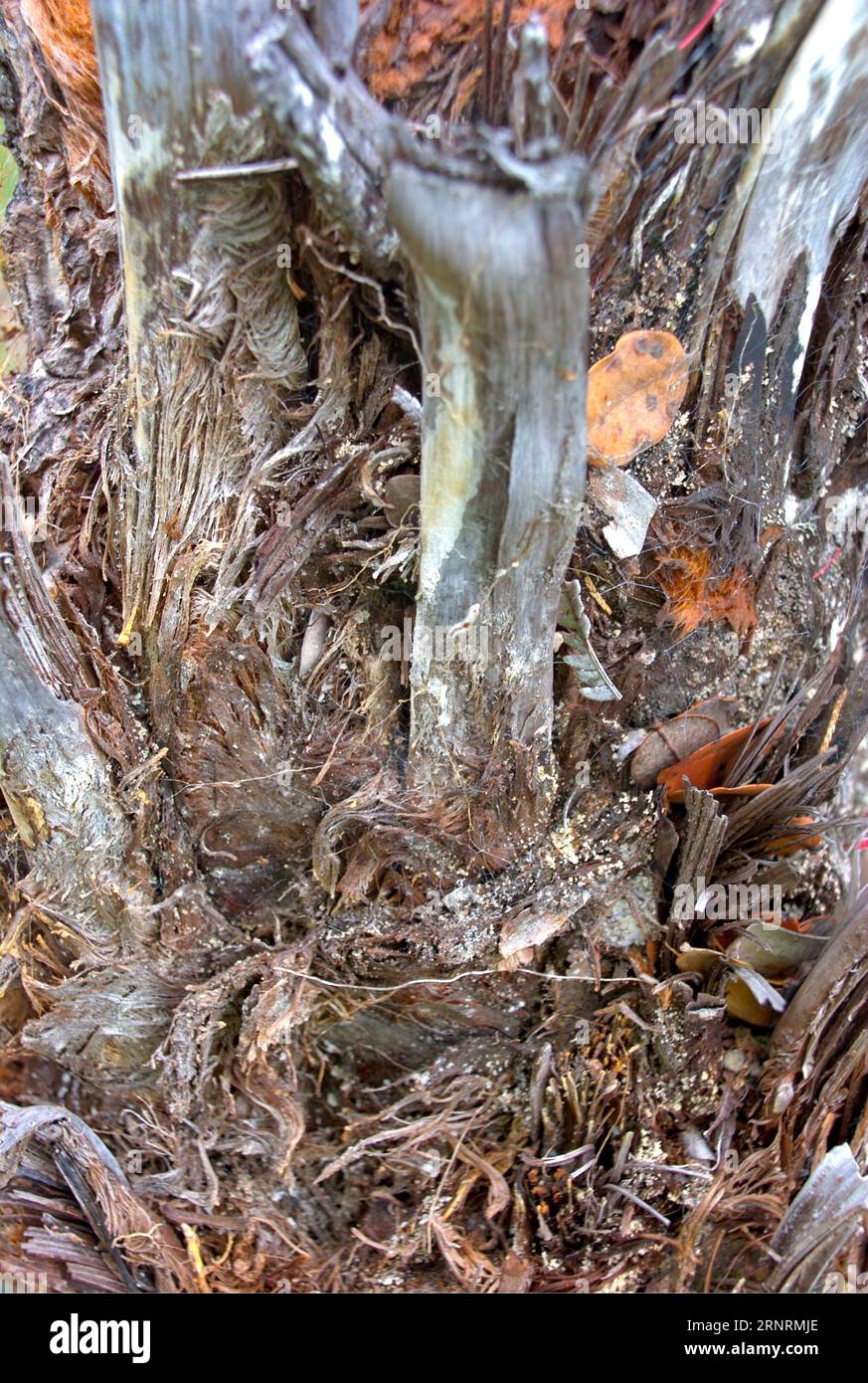 Seltsamer Baumstamm im Wald - der seltsame Wald Stockfoto