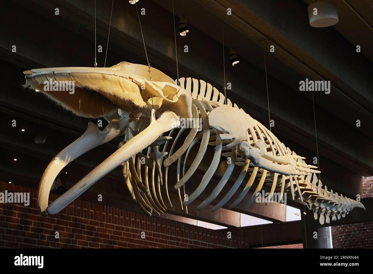 Walskelett in einem Aquarium in Dänemark Stockfoto