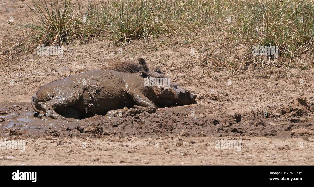 Warzenschwein, phacochoerus aethiopicus, Erwachsener mit Schlammbad, Nairobi Park in Kenia Stockfoto