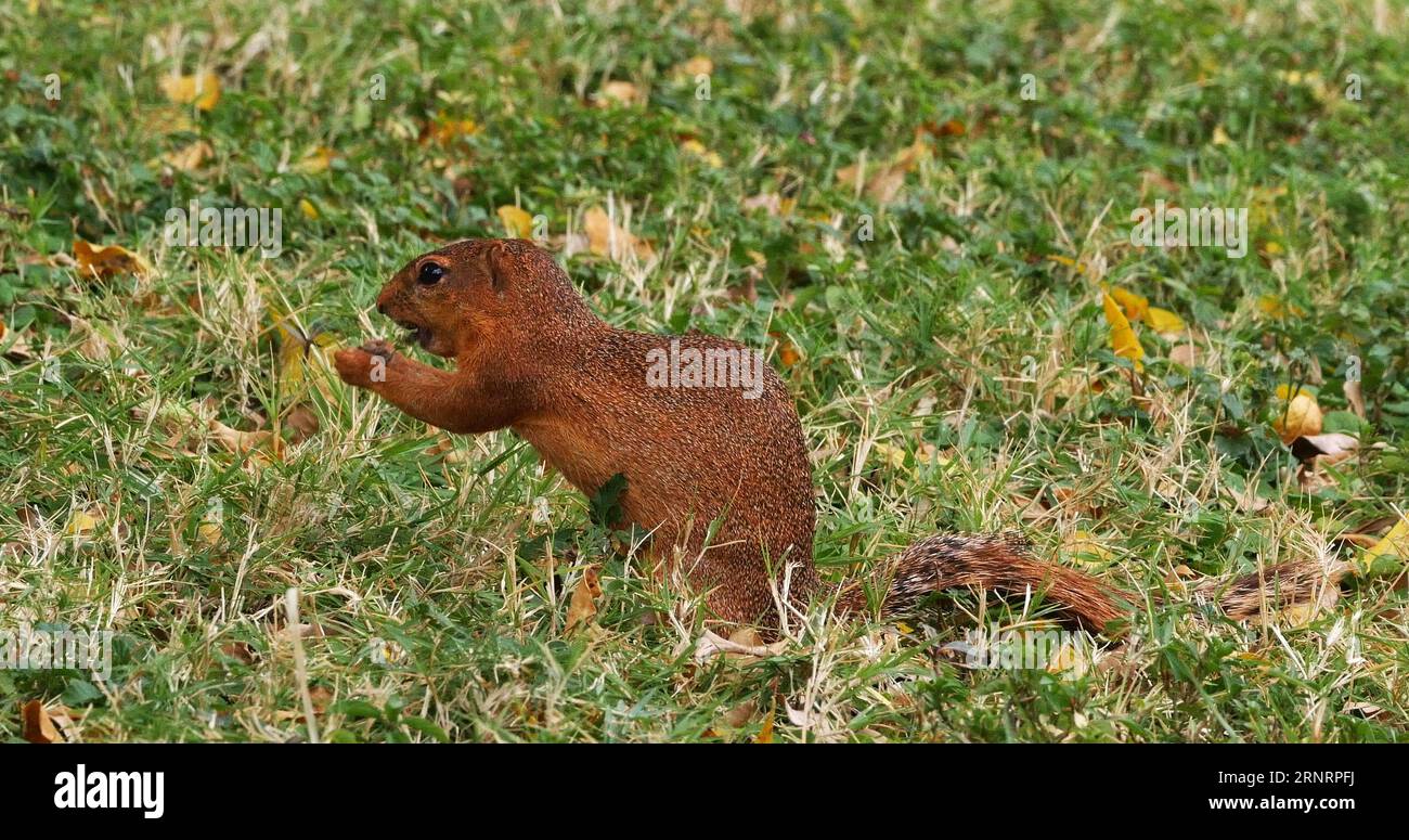 Ungestreiftes Ground Squirrel, Xerus rutilus, Erwachsenenessen, Tsavo Parc in Kenia Stockfoto