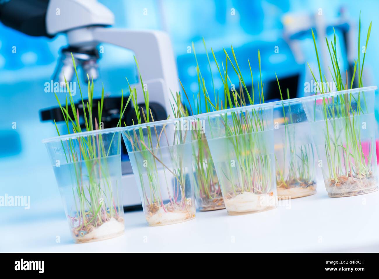 Untersuchung des Einflusses unterschiedlicher Nährstofflösungen auf die Wurzelentwicklung: Bei diesem Experiment werden Pflanzen verschiedenen Nährstofflösungen ausgesetzt Stockfoto