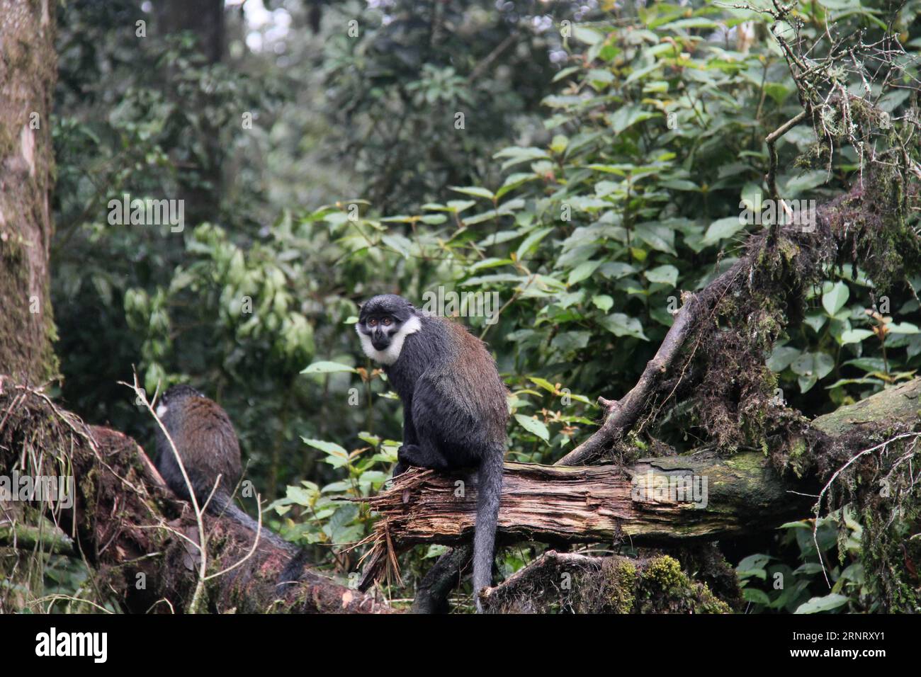 (171020) -- NYUNGWE-NATIONALPARK (RUANDA), 20. Oktober 2017 -- Ein L Hoest-Affe wird am 20. Oktober 2017 auf einem Baum im Nyungwe-Nationalpark in Ruanda gesehen. Der Nyungwe-Nationalpark mit Afrikas größtem geschützten Bergregenwald beherbergt 13 Primatenarten und ist die Heimat der vielfältigsten Primatenpopulation Ostafrikas, so das Rwanda Development Board. ) RUANDA-NYUNGWE-NATIONALPARK-PRIMATEN LyuxTianran PUBLICATIONxNOTxINxCHN Stockfoto