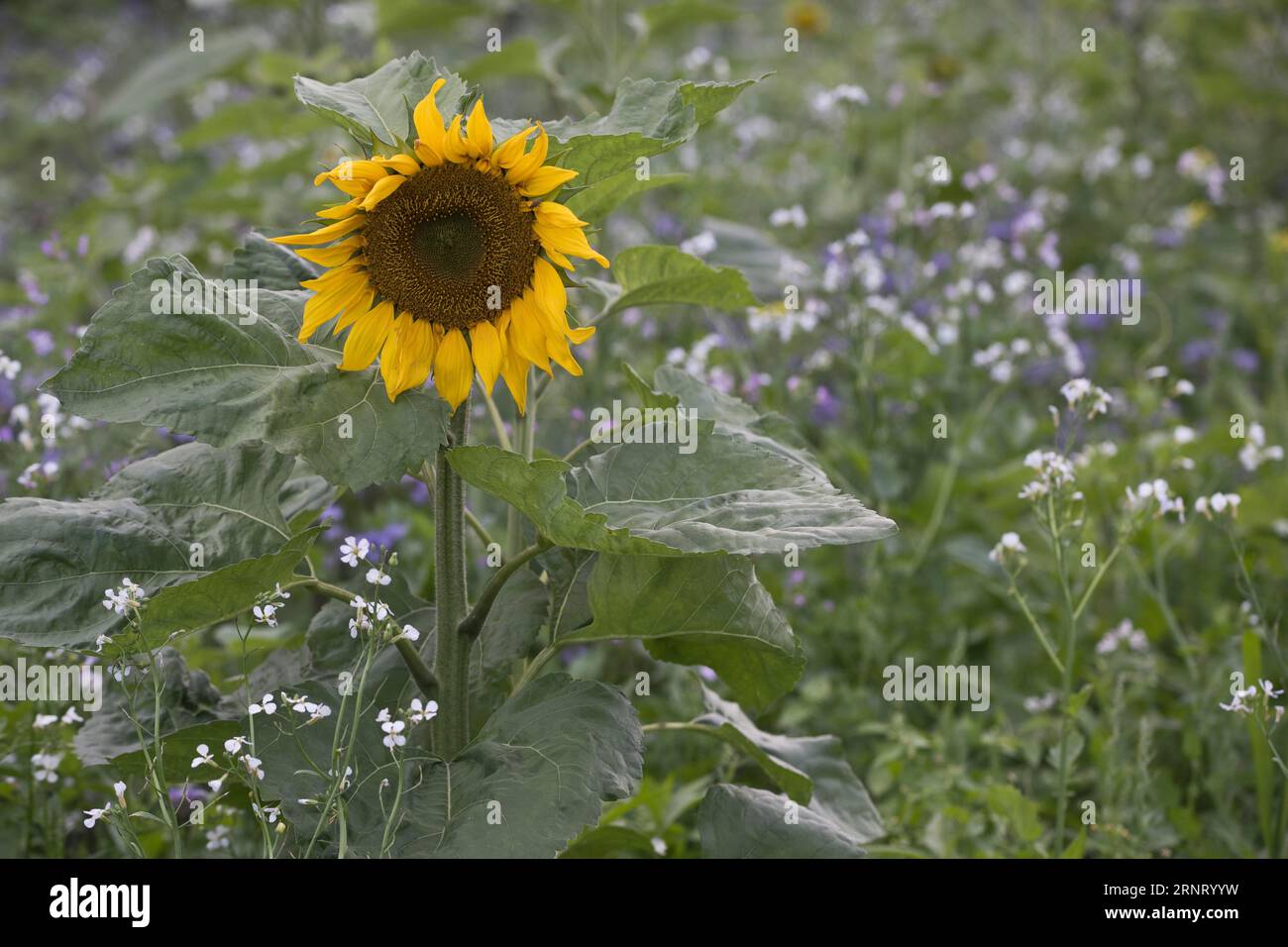 Sonnenblumen (Helianthus annuus) und Skorpion-Unkraut (Phacelia), Emsland, Niedersachsen, Deutschland Stockfoto