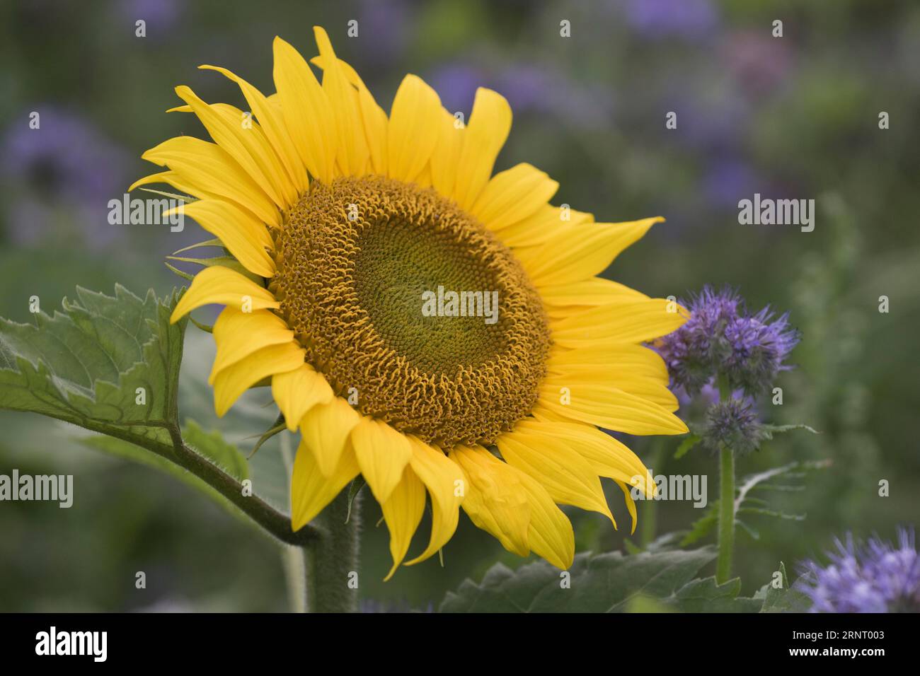 Sonnenblumen (Helianthus annuus) und Skorpion-Unkraut (Phacelia), Emsland, Niedersachsen, Deutschland Stockfoto