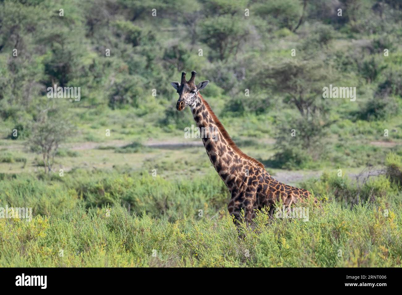 Masai Giraffe (Giraffa tippelskirchi), zwischen Büschen stehend, Ndutu Conservation Area, Tansania Stockfoto