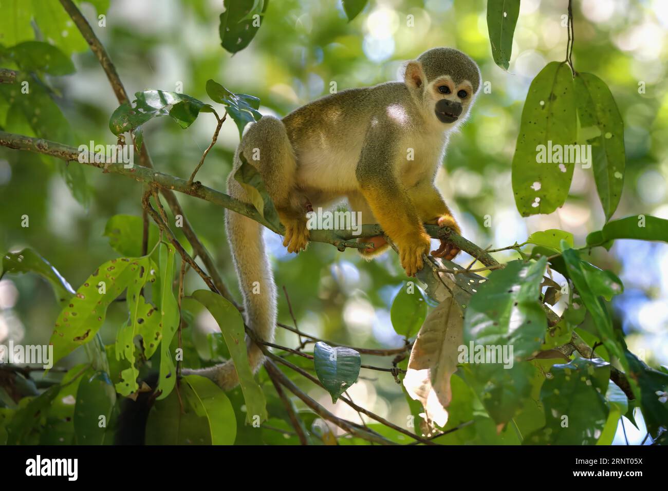 Männlicher Guianan-Eichhörnchenaffen oder gewöhnlicher Eichhörnchenaffen (Saimiri sciureus) in einem Baum, Amazonien, Brasilien Stockfoto