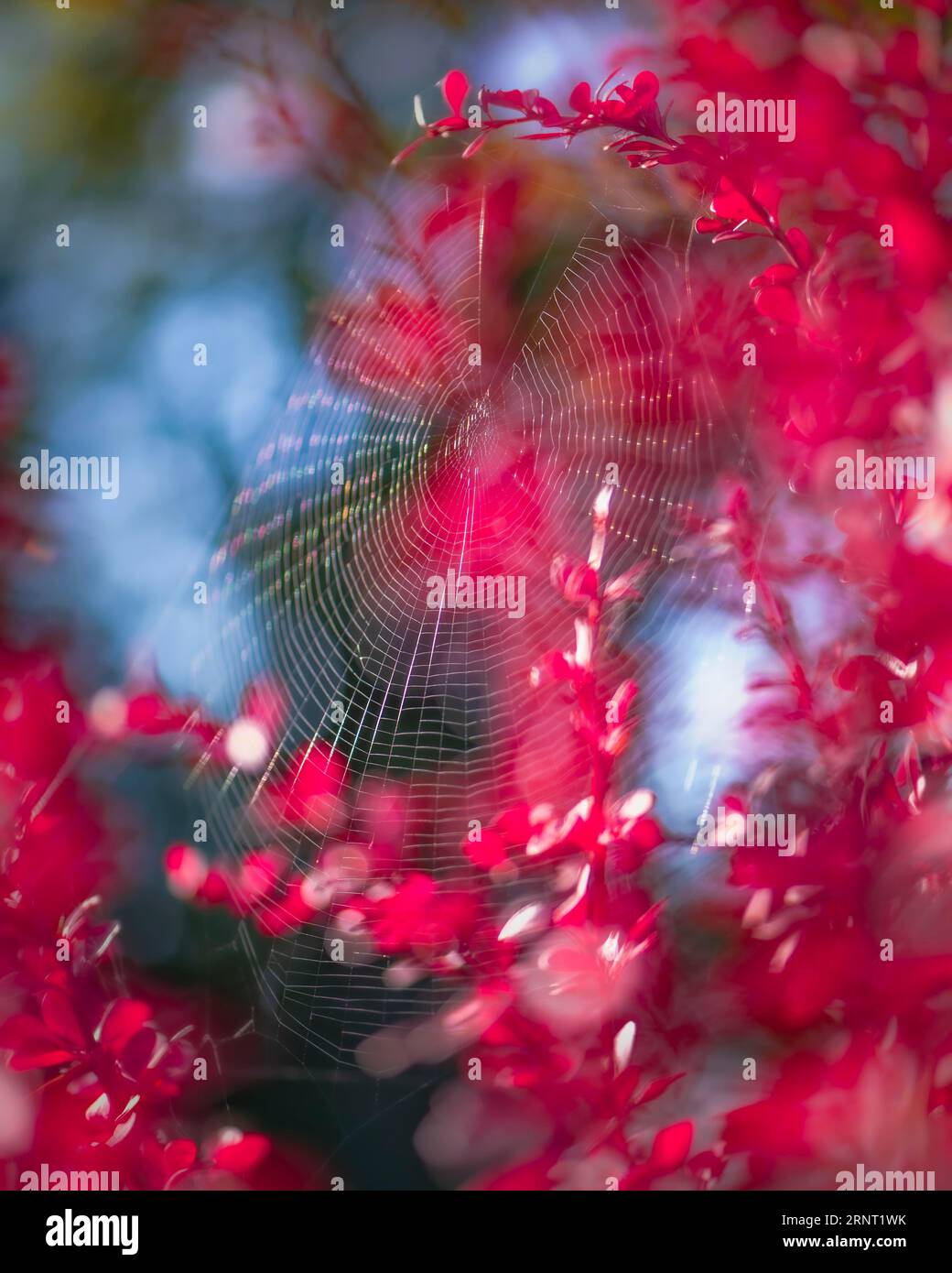Berberitze (Berberis vulgaris) rosa leuchtet im Sonnenlicht, umrahmt ein großes Spinnennetz, Hintergrund blau und verschwommen, Ruhrgebiet, Deutschland Stockfoto