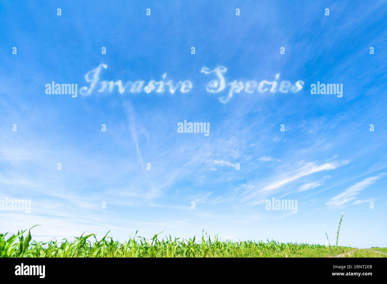 Invasive Arten: Nicht heimische Arten, die das Gleichgewicht der von ihnen einfallenden Ökosysteme stören. Stockfoto