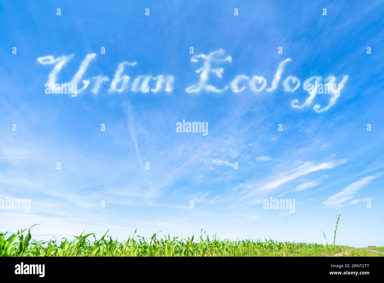 Stadtökologie: Die Erforschung von Ökosystemen in städtischen Umgebungen und ihrer Wechselwirkungen mit dem Menschen. Stockfoto