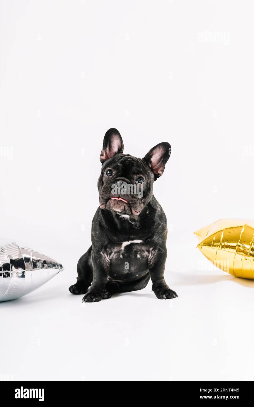 Schöne Bulldogge mit Partyelementen Stockfoto