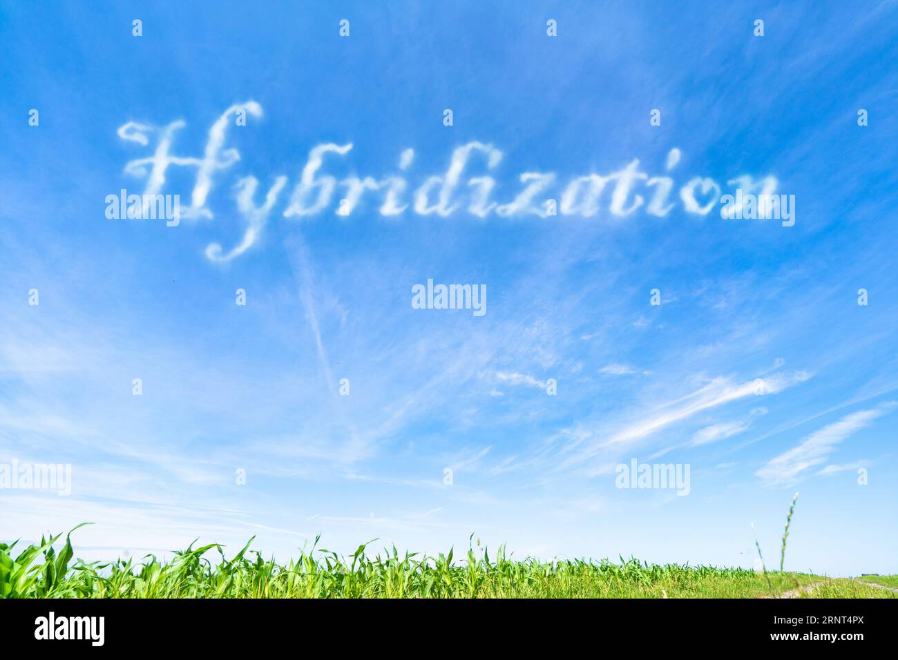 Hybridisierung: Züchtung verschiedener Arten oder Sorten, um Hybriden mit gewünschten Merkmalen zu schaffen. Stockfoto
