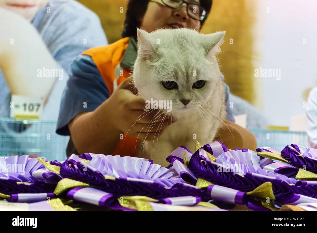 (171105) -- TAIPEI, 5. November 2017 -- Ein Besucher zeigt eine Katze während einer Tiermesse im Nangang Exhibition Center in Taipei, Taiwan im Südosten Chinas, 5. November 2017. Die viertägige Tiermesse dauert bis zum 6. November. )(mcg) CHINA-TAIPEI-PET FAIR (CN) ZhaoxYingquan PUBLICATIONxNOTxINxCHN Stockfoto