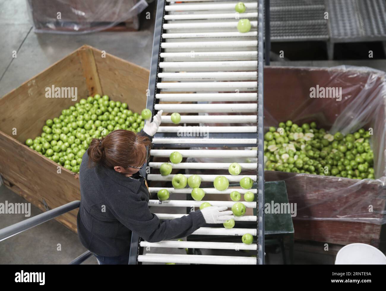 (171107) -- WENATCHEE (USA), 7. November 2017 -- Ein Arbeiter holt am 3. November 2017 in einem Packhaus der Auvil Fruit Company in Wenatchee, Washington State, USA, Äpfel von geringer Qualität auf einer Verpackungslinie ab. Wenatchee, in den Vereinigten Staaten als Apfelhauptstadt bekannt, ist vielleicht kein bekannter Name für die Chinesen, aber die roten Delicious, Gala, Oma smith und viele weitere Apfelarten, die die Stadt produziert, sind bereits sehr beliebt bei chinesischen Verbrauchern. China hat sich in den letzten Jahren zu einem der größten Überseemärkte von Auvil für seine Äpfel und Kirschen entwickelt, seit das Unternehmen abou gelernt hat Stockfoto