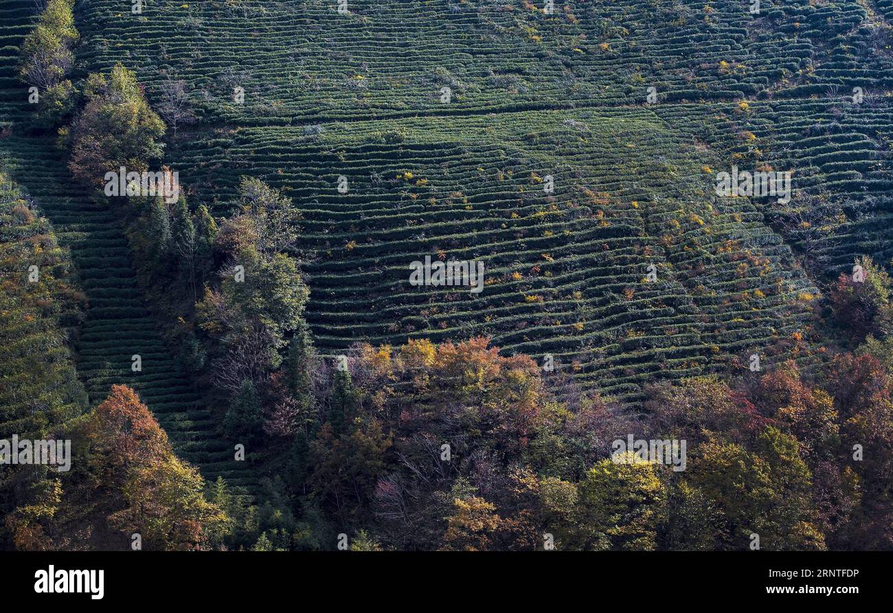 171109 -- SHENNONGJIA, 9. November 2017 -- Foto aufgenommen am 7. November 2017 zeigt eine Herbstlandschaft des Shennongjia Forestry District in der zentralchinesischen Provinz Hubei. Shennongjia, das zum UNESCO-Weltkulturerbe gehört, beherbergt 3.767 Arten von Gefäßpflanzen, mehr als 600 Arten von Wirbeltieren sowie 4.365 Arten von Insekten. Etwa 1.300 Goldene Affen leben an der Stätte, die unter dem Schutz des Staates stehen. wf CHINA-HUBEI-SHENNONGJIA-SCENERY CN TaoxMing PUBLICATIONxNOTxINxCHN Stockfoto