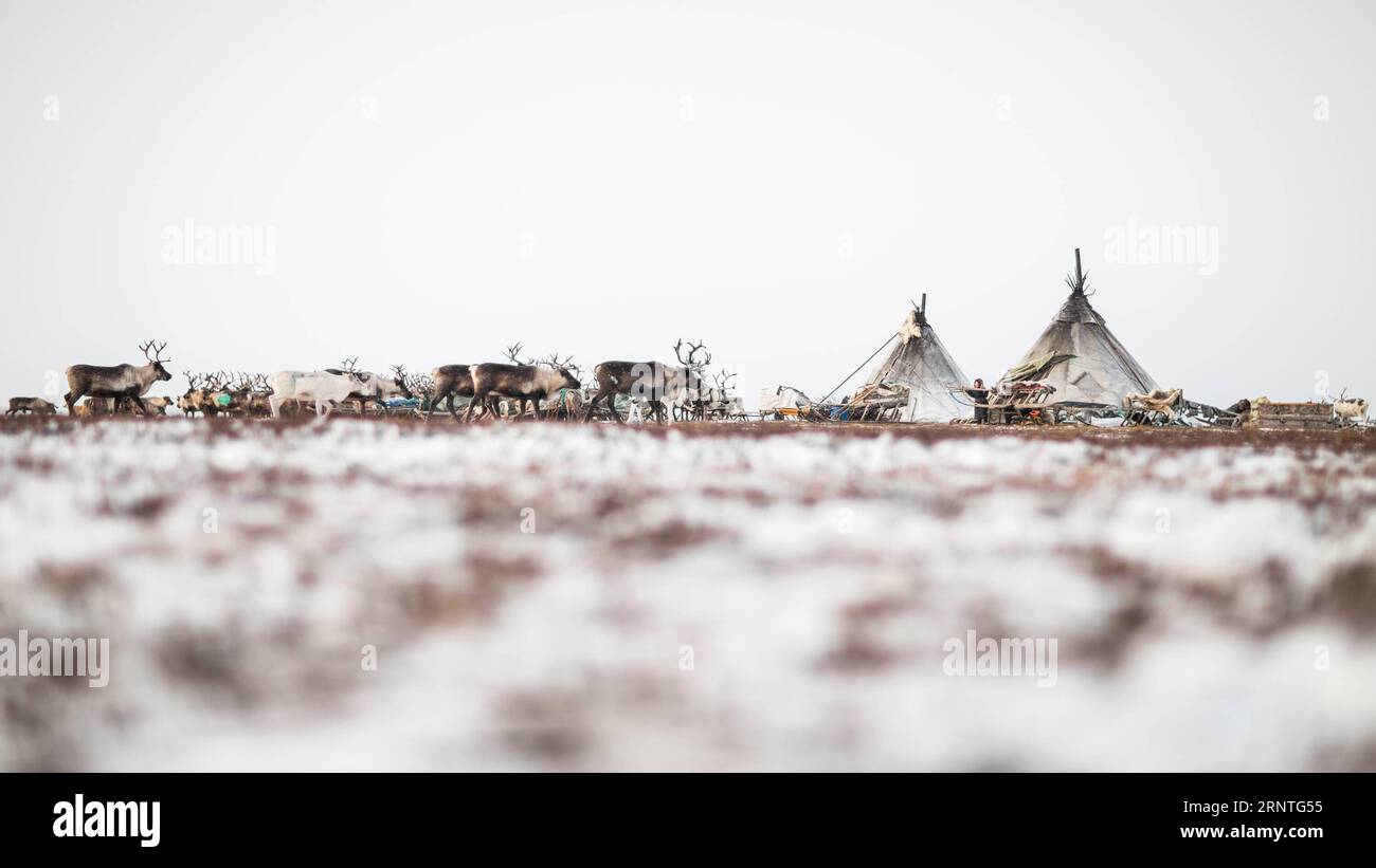 (171109) -- SALEKHARD (RUSSLAND), 9. November 2017 -- Rentiere laufen am 5. November 2017 an einem Nenets Familienlager vorbei, rund 200 km von Salekhard, Russland. Die Nenets sind ein indigenes Volk im nördlichen arktischen Russland. Nach der jüngsten Volkszählung im Jahr 2010 gibt es in der Russischen Föderation etwa 45.000 Nenzen, die meisten von ihnen leben im autonomen Okrug der Yamalo-Nenzen und im autonomen Okrug der Nenzen. (whw) RUSSIA-SALEKHARD-DAILY LIFE-NENETS BaixXueqi PUBLICATIONxNOTxINxCHN Stockfoto
