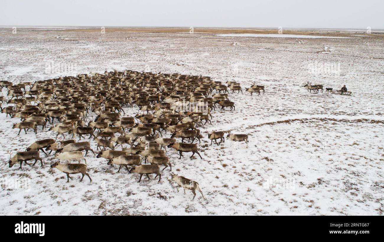 (171109) -- SALEKHARD (RUSSLAND), 9. November 2017 -- Ein Nenets man (R) hütet Rentiere in sein Familienlager, rund 200 km von Salekhard, Russland, am 5. November 2017. Die Nenets sind ein indigenes Volk im nördlichen arktischen Russland. Nach der jüngsten Volkszählung im Jahr 2010 gibt es in der Russischen Föderation etwa 45.000 Nenzen, die meisten von ihnen leben im autonomen Okrug der Yamalo-Nenzen und im autonomen Okrug der Nenzen. (whw) RUSSIA-SALEKHARD-DAILY LIFE-NENETS BaixXueqi PUBLICATIONxNOTxINxCHN Stockfoto