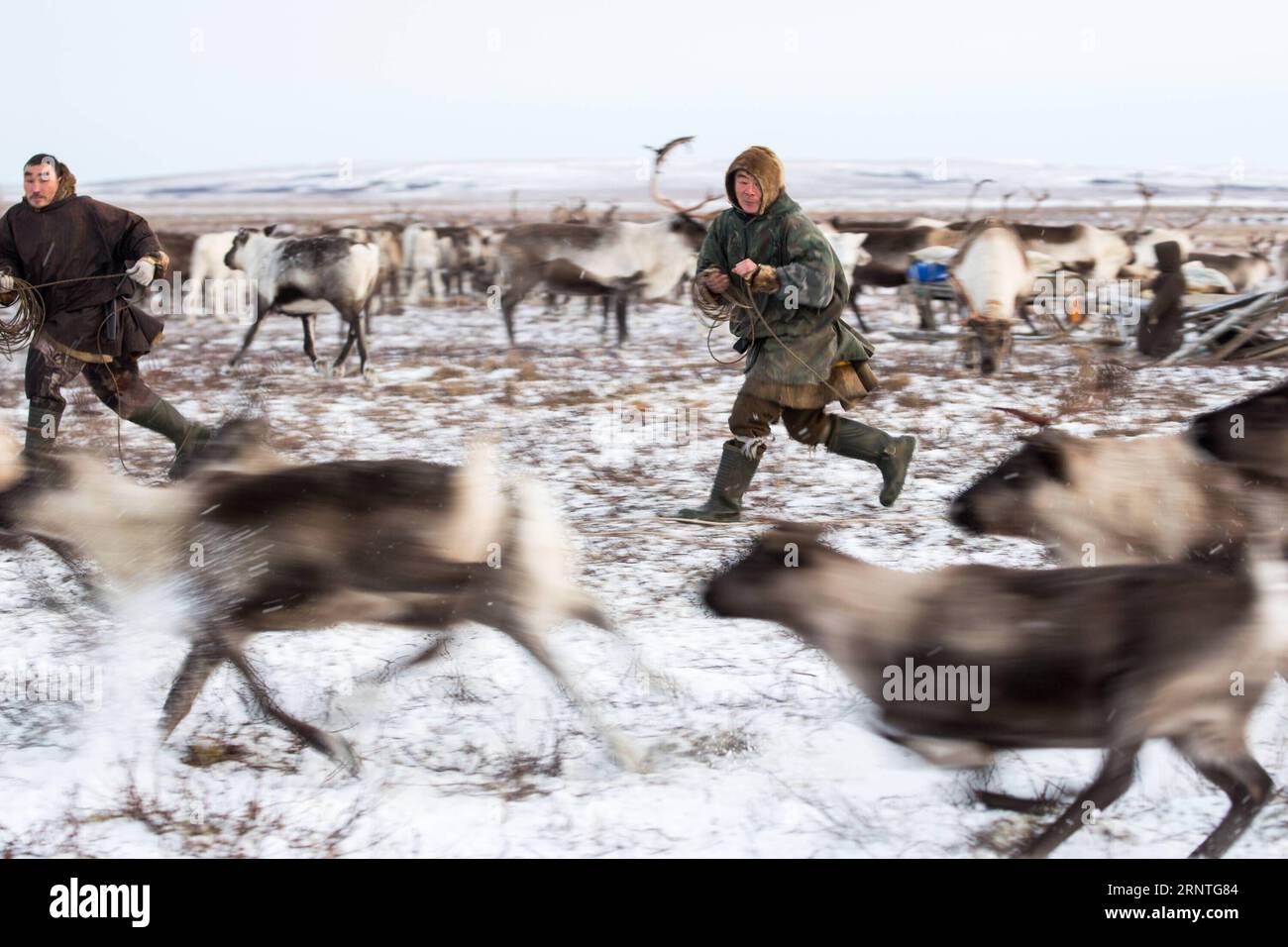 (171109) -- SALEKHARD (RUSSLAND), 9. November 2017 -- Nenets Männer halten Rentiere in seinem Familienlager, etwa 200 km von Salekhard, Russland, am 4. November 2017. Die Nenets sind ein indigenes Volk im nördlichen arktischen Russland. Nach der jüngsten Volkszählung im Jahr 2010 gibt es in der Russischen Föderation etwa 45.000 Nenzen, die meisten von ihnen leben im autonomen Okrug der Yamalo-Nenzen und im autonomen Okrug der Nenzen. (whw) RUSSIA-SALEKHARD-DAILY LIFE-NENETS BaixXueqi PUBLICATIONxNOTxINxCHN Stockfoto