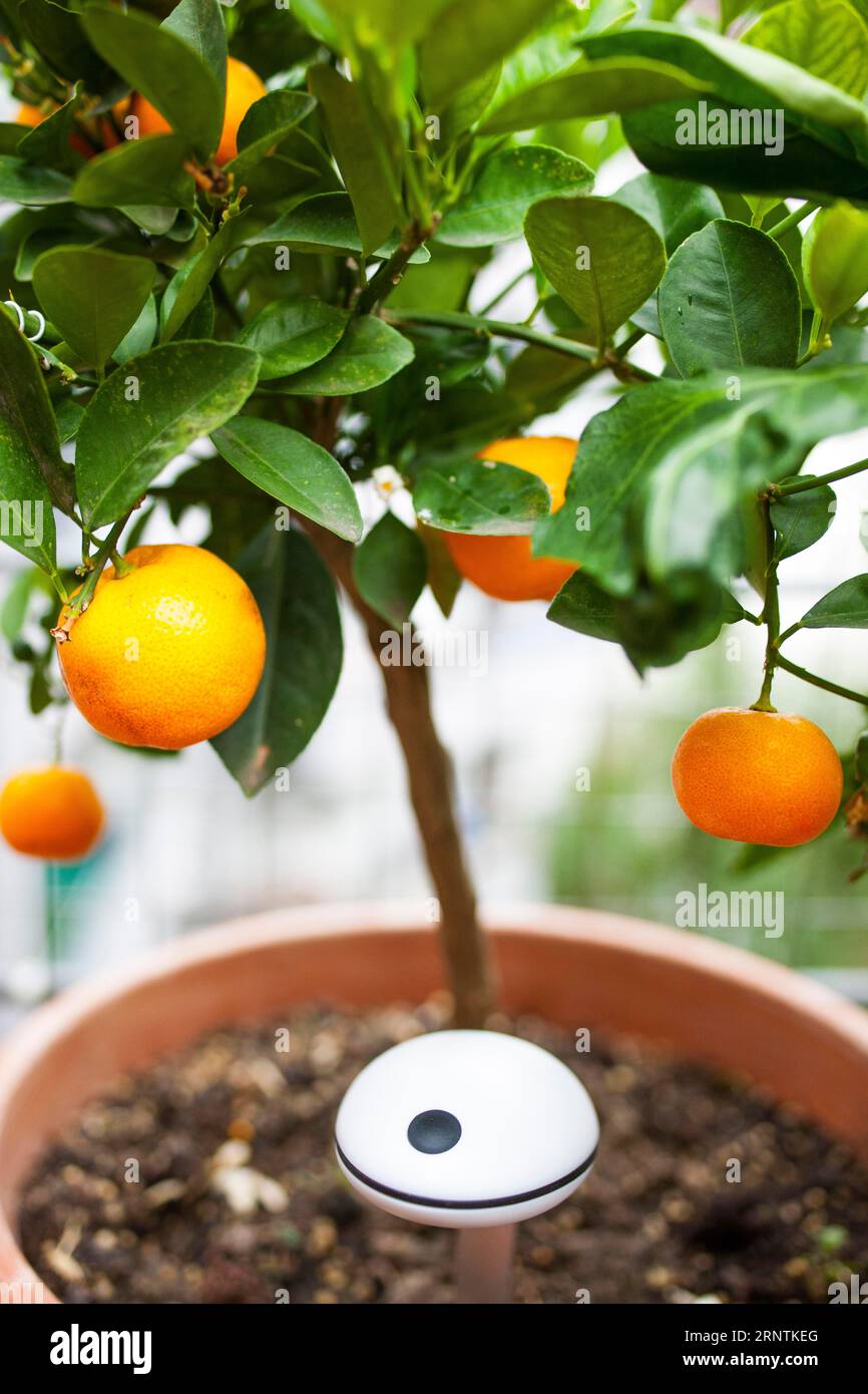 Feuchtigkeitssensor im Blumentopf mit Orangenbaum Stockfoto