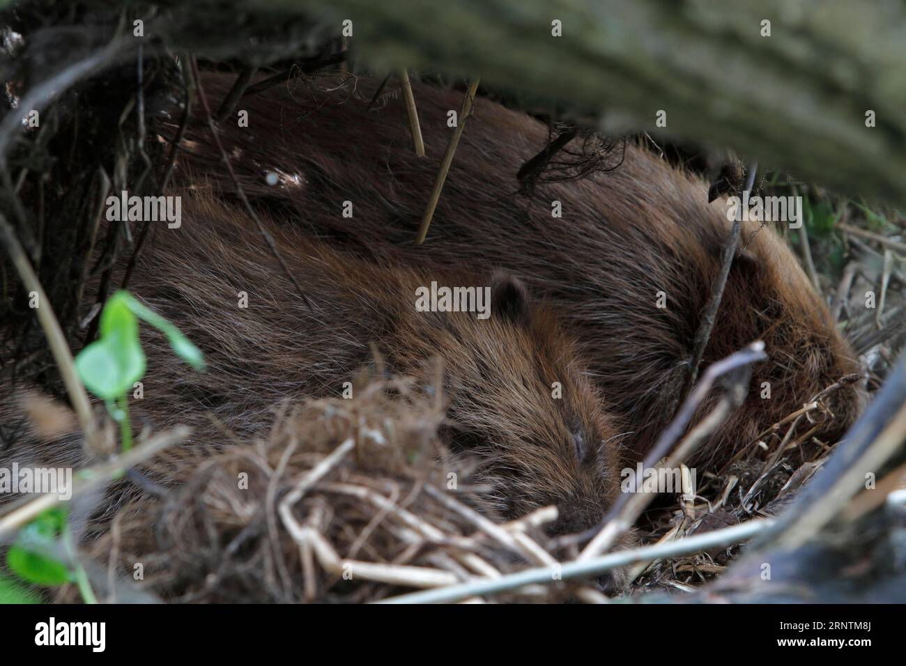 Biber (Castor fiber), zwei Biber, die in ihrem Versteck schlafen, Peene Valley River Landscape Naturpark, Mecklenburg-West Stockfoto