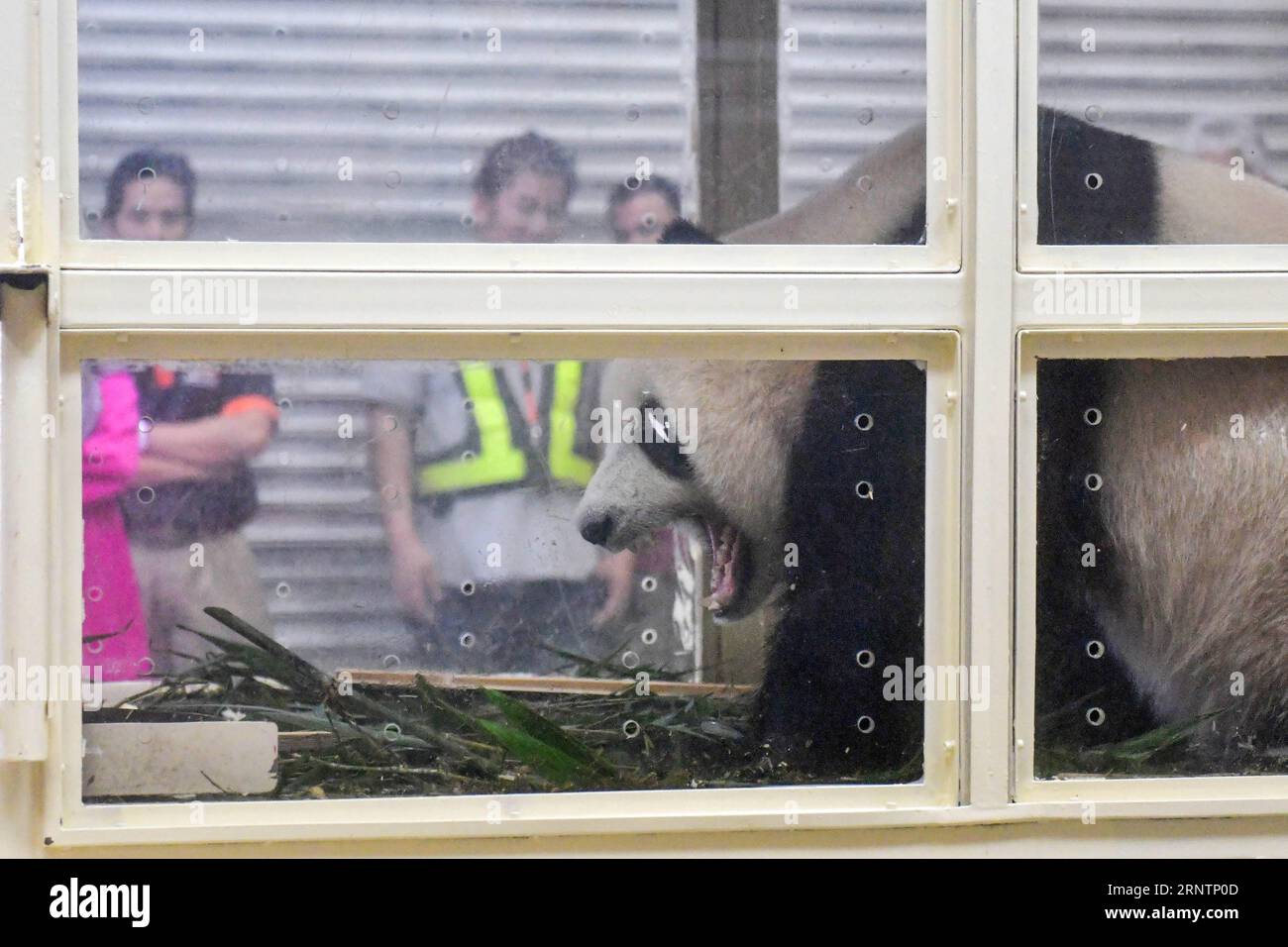 (171114) -- KUALA LUMPUR, 14. November 2017 -- der Riesenpanda Nuan Nuan bereitet sich auf einen Flug am Kuala Lumpur International Airport in Malaysia am 14. November 2017 vor. Nuan Nuan, das erste in Malaysia geborene weibliche Riesenpandajunges, flog am Dienstag am Kuala Lumpur International Airport zurück in die südwestchinesische Provinz Sichuan, wo sie mehr als zwei Jahre in einem fremden Land verbrachte. ) (zcc) MALAYSIA-KUALA LUMPUR-PANDA CUB-JOURNEY HOME ChongxVoonxChung PUBLICATIONxNOTxINxCHN Stockfoto