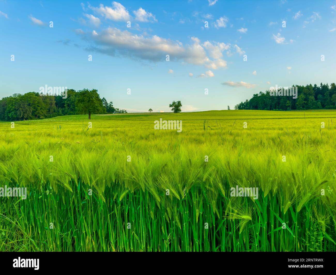 Blick auf ein Gerstenfeld in der Abenddämmerung Stockfoto