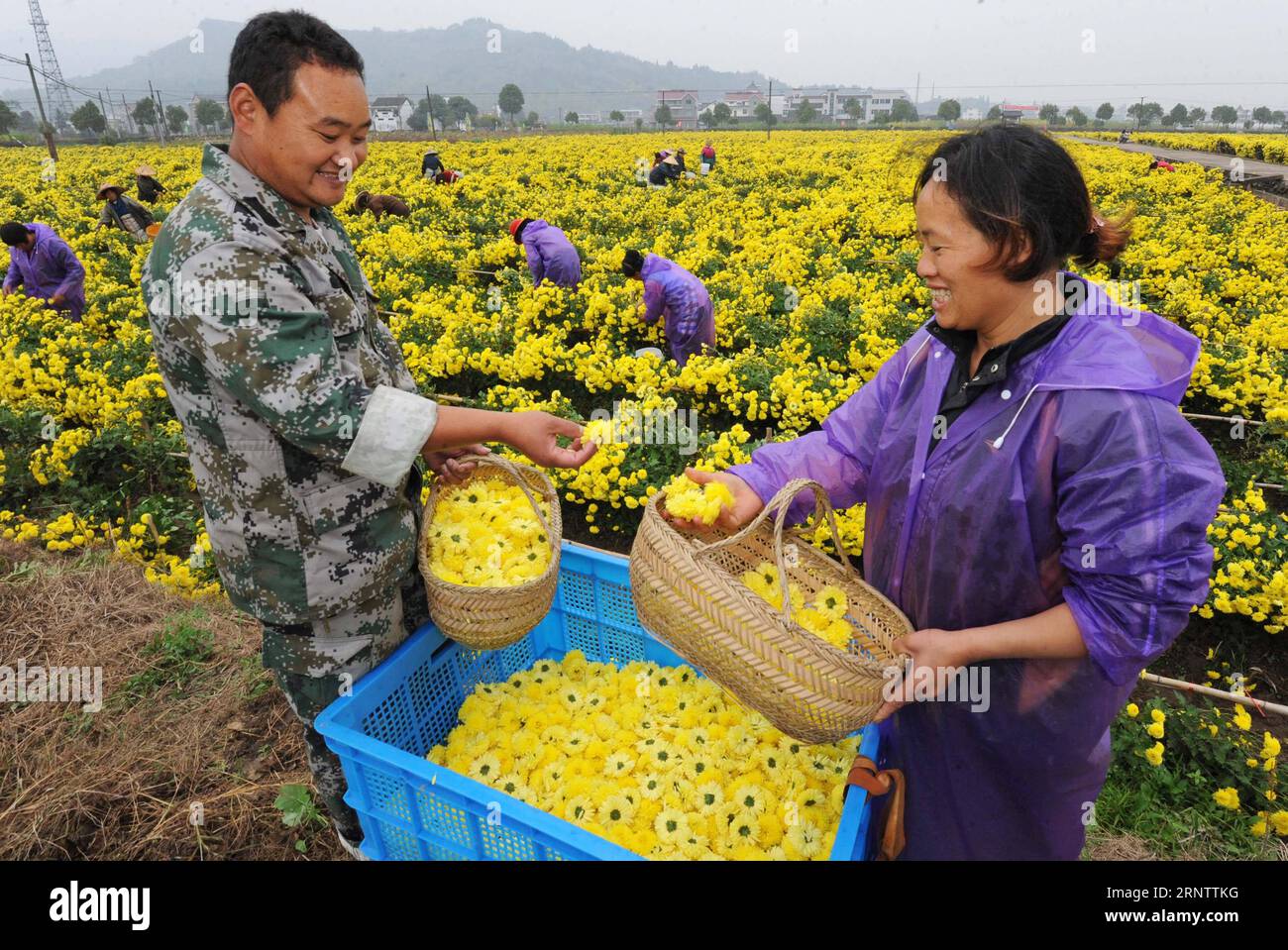 (171119) -- JIANDE, 19. November 2017 -- Shu Chunyan und seine Frau Li Peiyuan, die mehr als 1 Million Yuan (150.000 US-Dollar) in den Chrysanthemenanbau investiert haben, pflücken Chrysanthemen im Dorf Tangfu der Stadt Jiande, ostchinesische Provinz Zhejiang, 14. November 2017. Rund 3.000 Einzelinvestoren haben in den letzten Jahren insgesamt 12 Milliarden Yuan (1,8 Milliarden US-Dollar) in die Herstellung und Verarbeitung von Agrarprodukten, in den ländlichen E-Commerce und in die Tourismusbranche in Jiande City investiert. )(wsw) CHINA-ZHEJIANG-AGRICULTURAL INDUSTRY-INVESTMENT (CN) TanxJin PUBLICATIONxNOTxINxCHN Stockfoto
