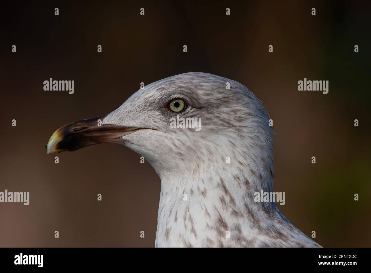 Porträt einer erstaunlichen Möwe mit schönen Augen Stockfoto