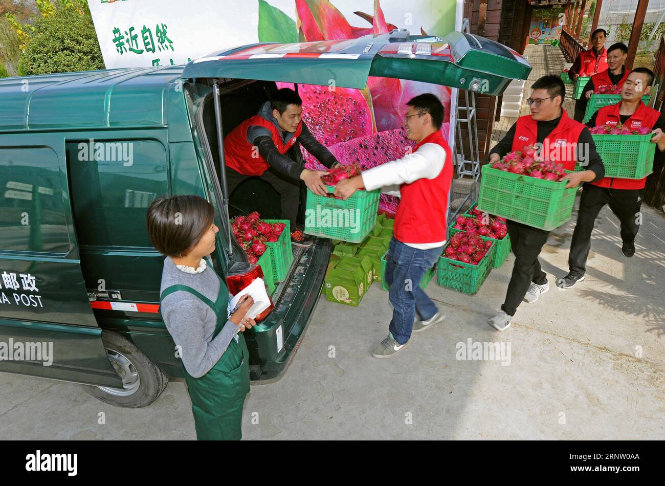 (171125) -- JIANDE, 25. November 2017 -- Mitarbeiter von ule.com , einer E-Commerce-Plattform der China Post, laden Drachenfrüchte auf ein Fahrzeug in Jiande, ostchinesische Provinz Zhejiang, 24. November 2017. Im Oktober 2017 wurden im Jahr ule.com 360 landwirtschaftliche Tankstellen in Jiande eingerichtet, die landwirtschaftliche Erzeugnisse von mehr als einer Million kg an lokale Landwirte verkaufen. )(mcg) CHINA-ZHEJIANG-JIANDE-RURAL E-COMMERCE (CN) TanxJin PUBLICATIONxNOTxINxCHN Stockfoto